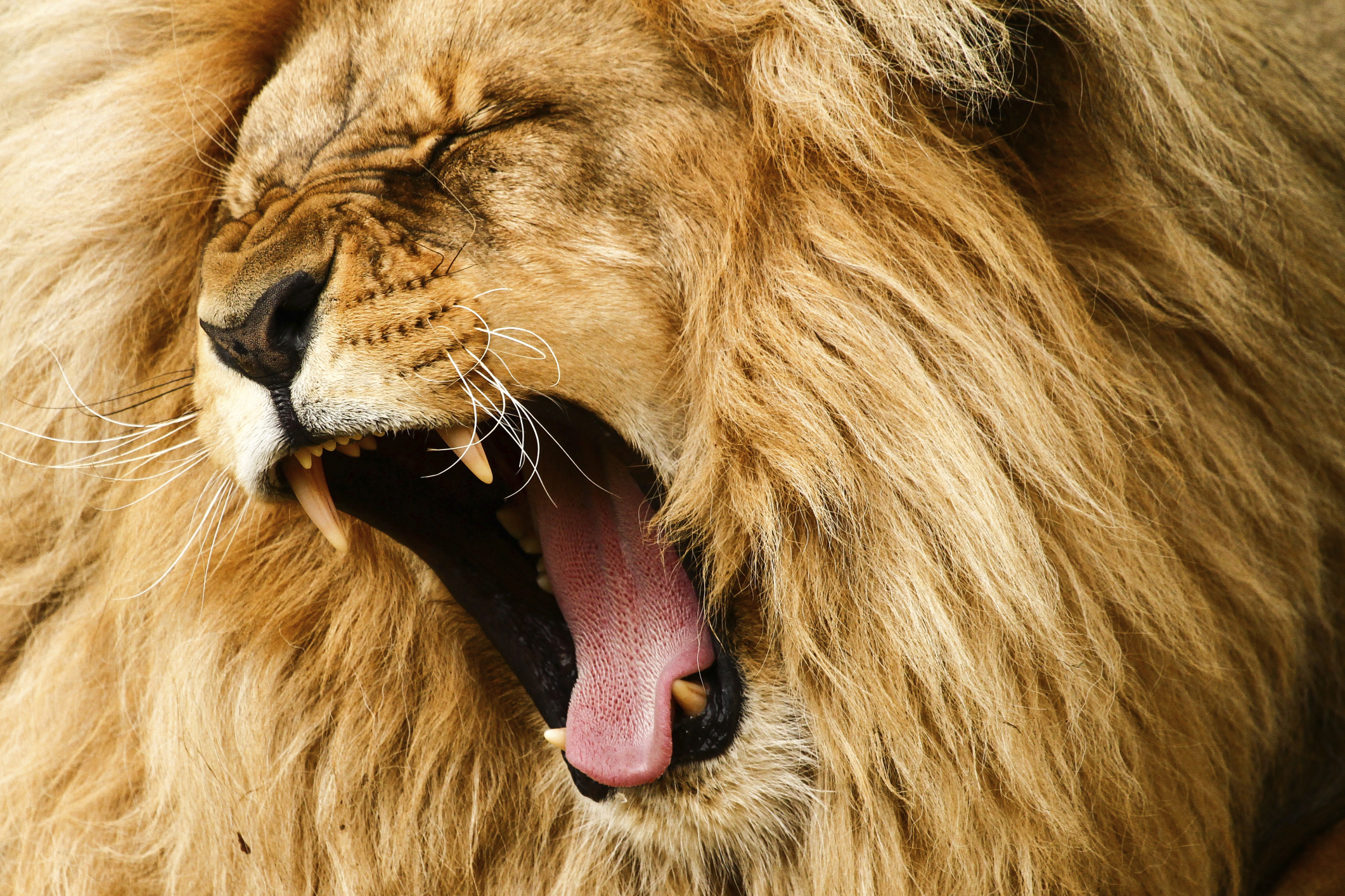 The Lion's Roar - Facing Your Fears