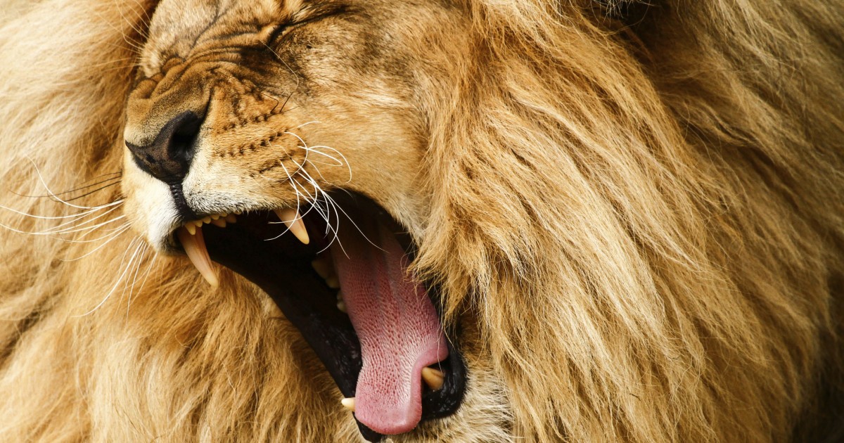 The Lion's Roar - Facing Your Fears | Kathleen Ann Thompson